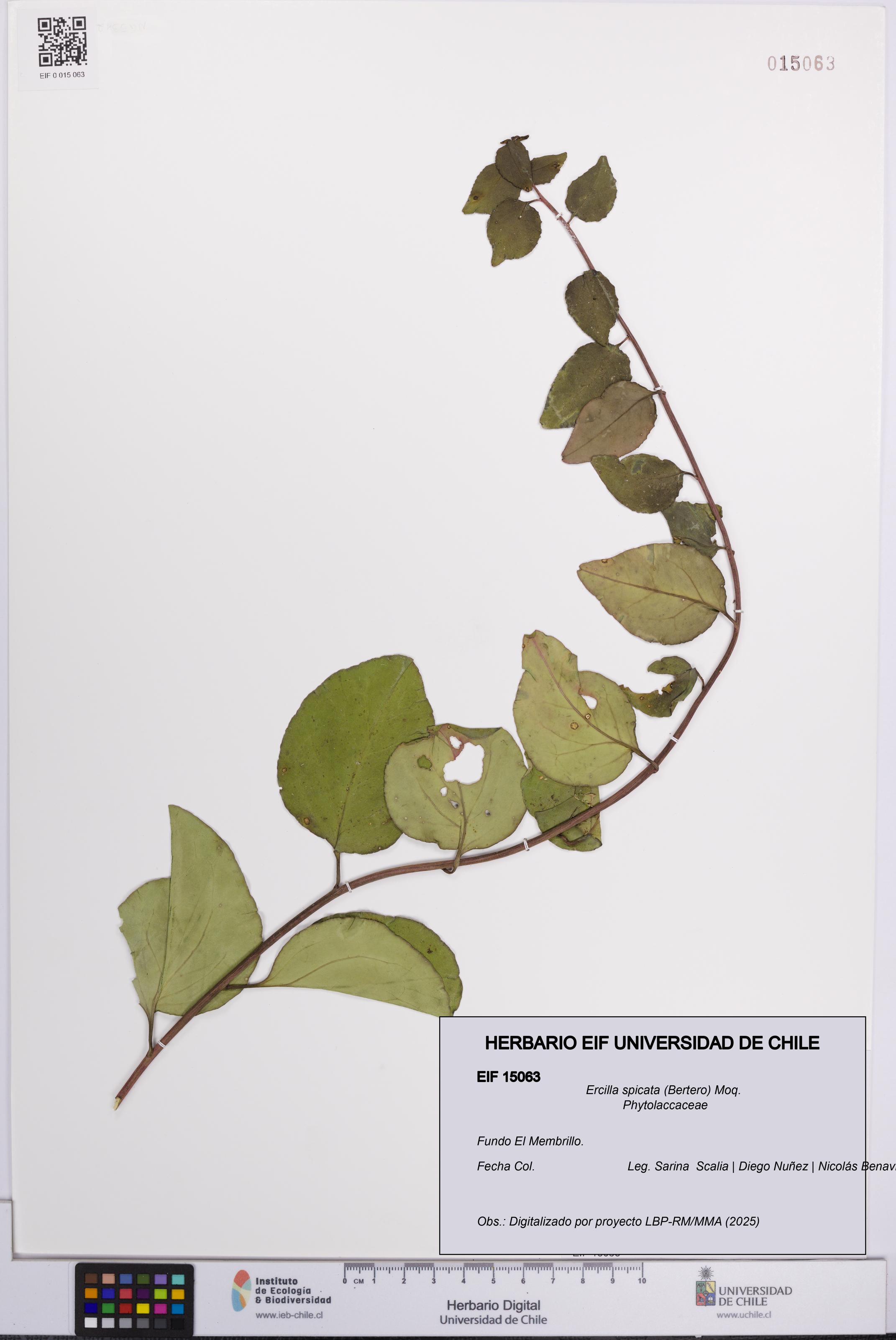 Ercilla spicata [Espécimen: UCH:EIF:0015063]