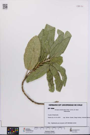 Acrisione denticulata [Espécimen: UCH:EIF:0015064]