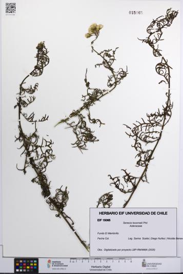 Senecio tocornalii [Espécimen: UCH:EIF:0015065]