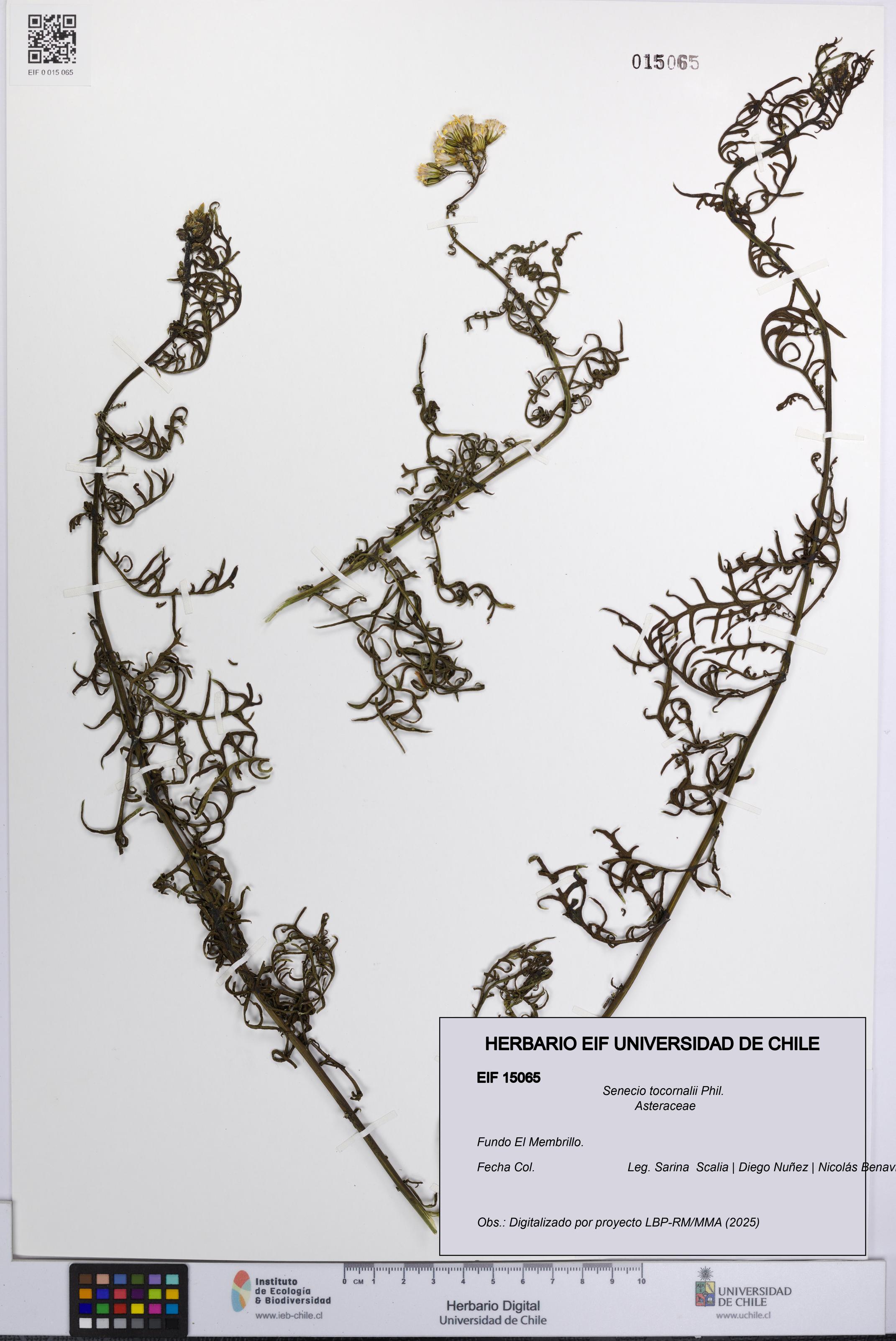 Senecio tocornalii [Espécimen: UCH:EIF:0015065]