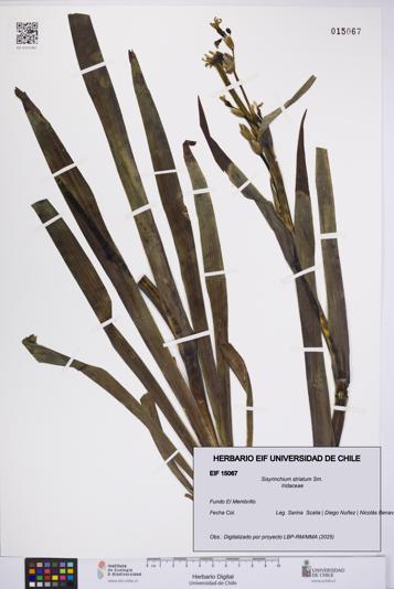 Sisyrinchium striatum [Espécimen: UCH:EIF:0015067]