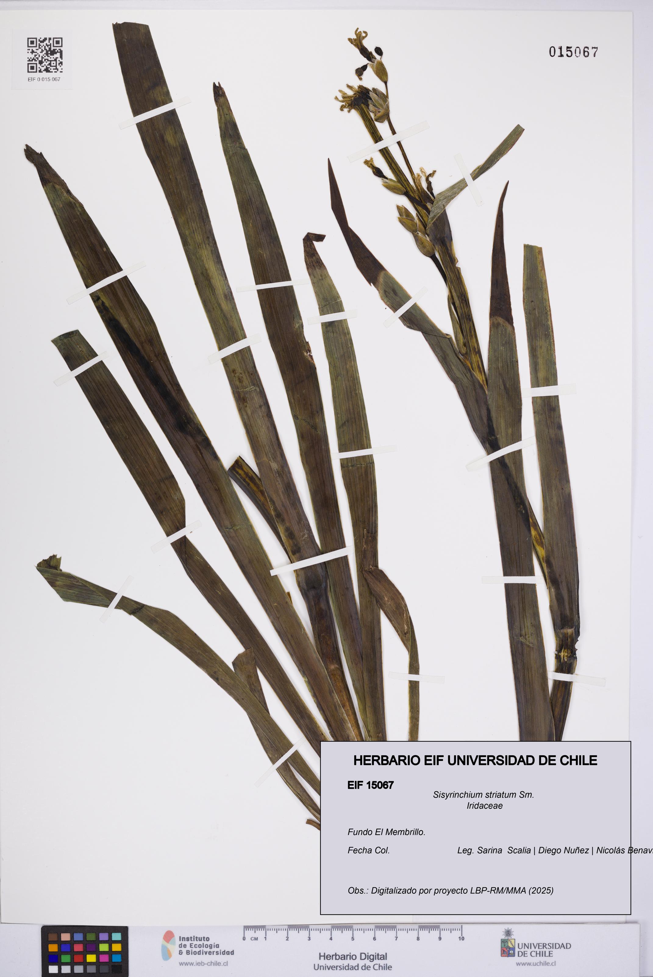 Sisyrinchium striatum [Espécimen: UCH:EIF:0015067]