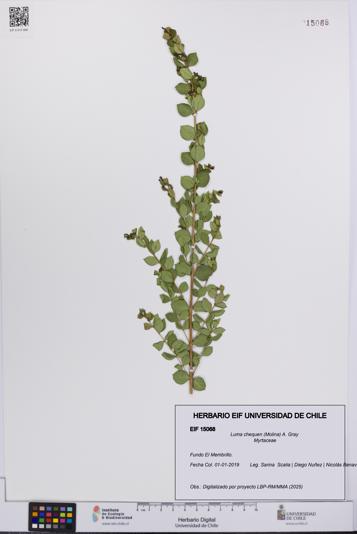 Luma chequen [Espécimen: UCH:EIF:0015068]