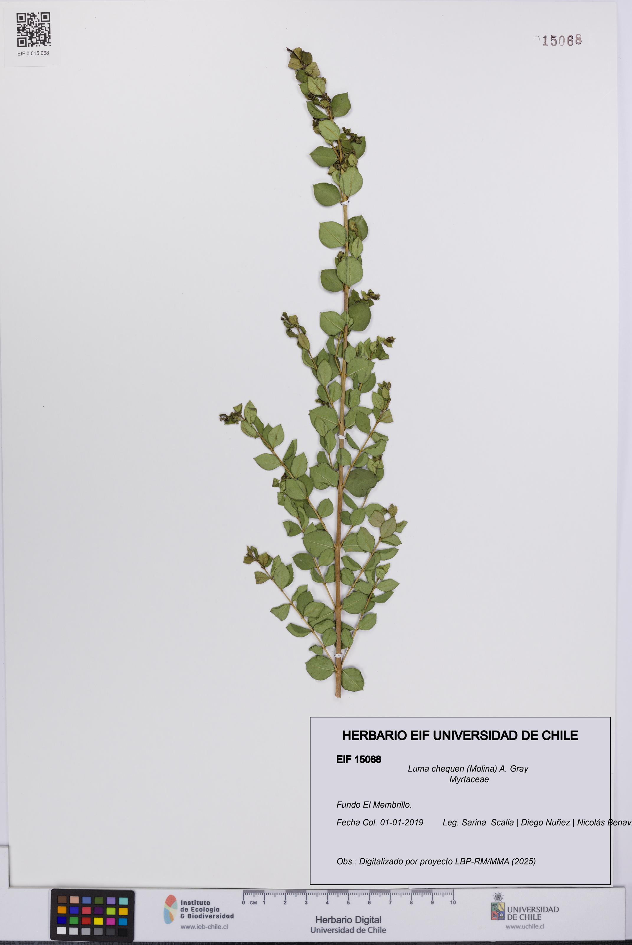 Luma chequen [Espécimen: UCH:EIF:0015068]