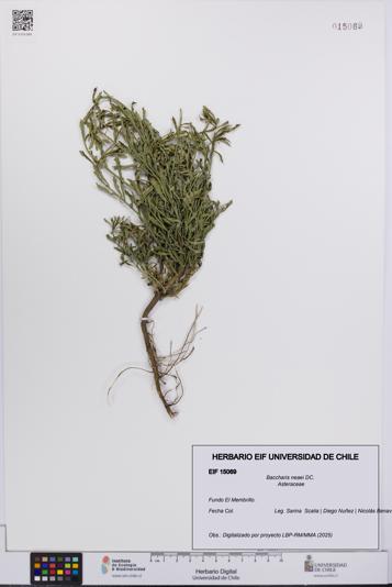 Baccharis neaei [Espécimen: UCH:EIF:0015069]