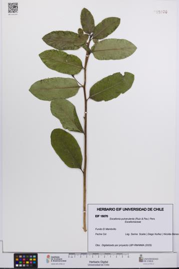 Escallonia pulverulenta [Espécimen: UCH:EIF:0015070]