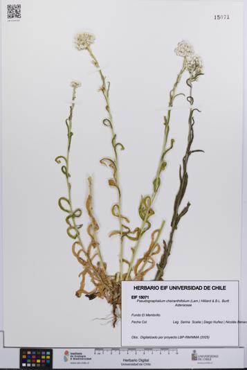 Pseudognaphalium cheiranthifolium [Espécimen: UCH:EIF:0015071]