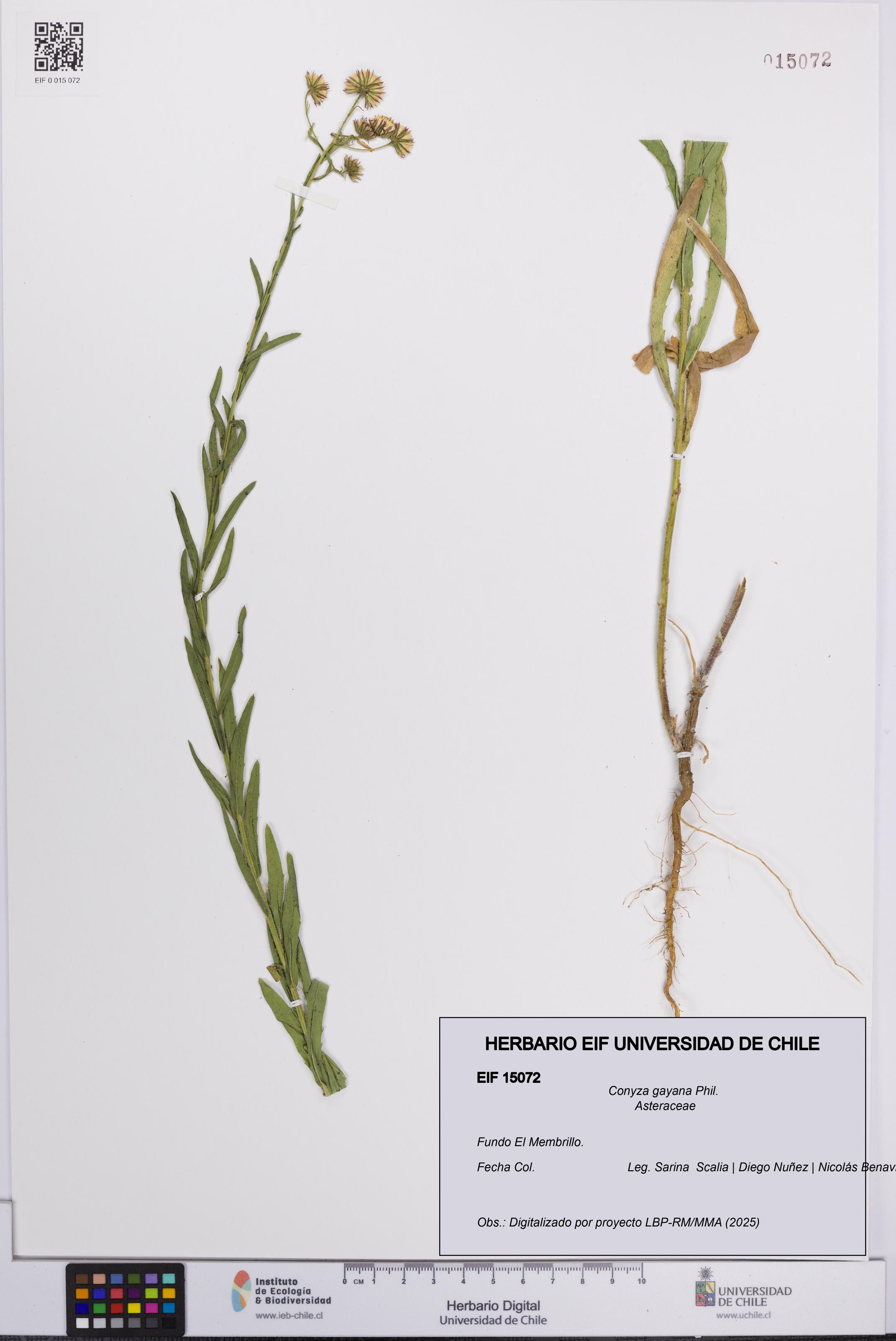 Conyza gayana [Espécimen: UCH:EIF:0015072]