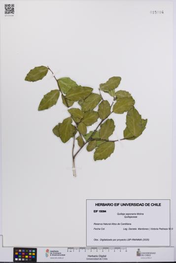 Quillaja saponaria [Espécimen: UCH:EIF:0015094]