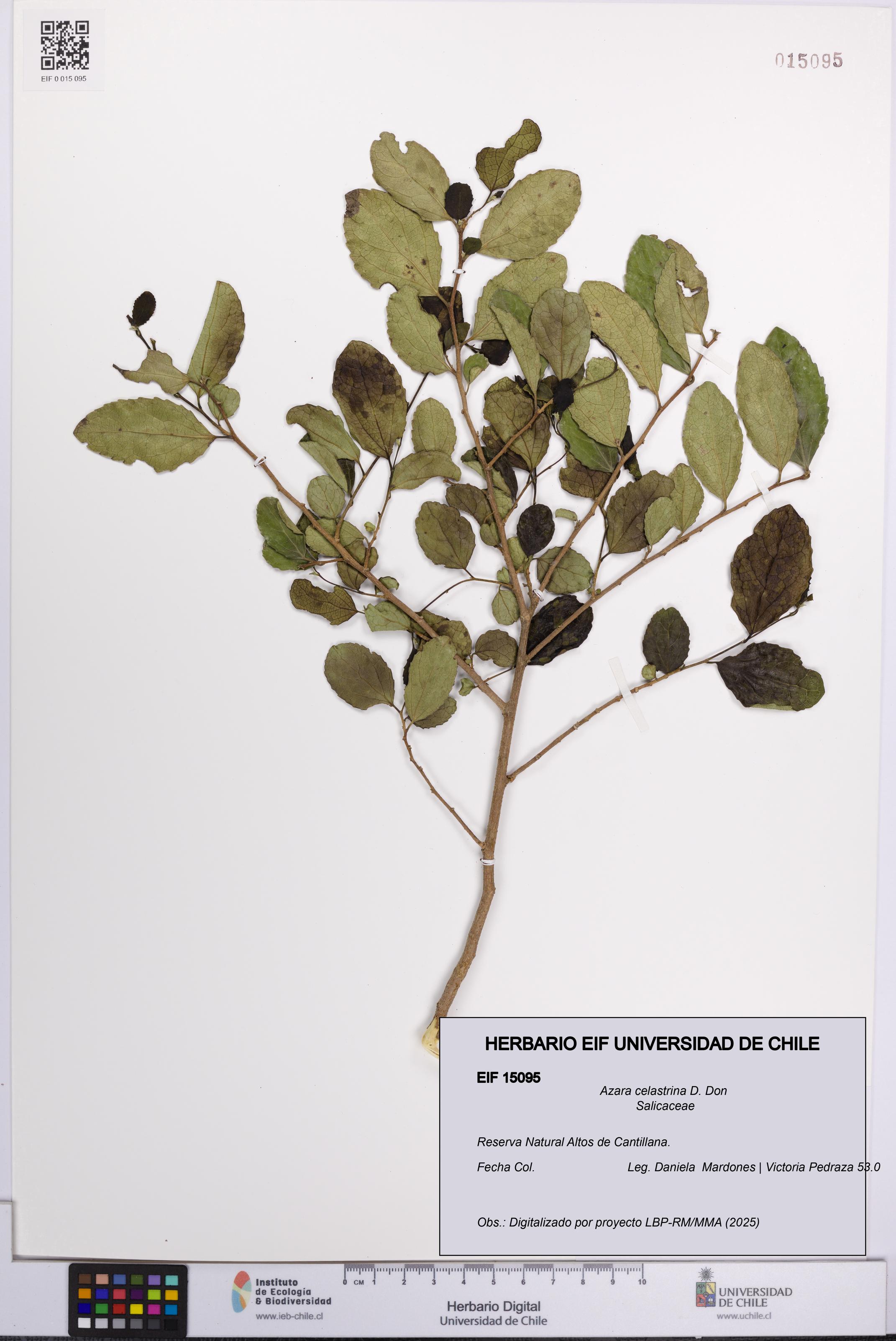 Azara celastrina [Espécimen: UCH:EIF:0015095]