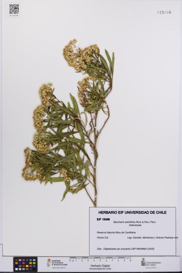 Baccharis salicifolia [Espécimen: UCH:EIF:0015096]