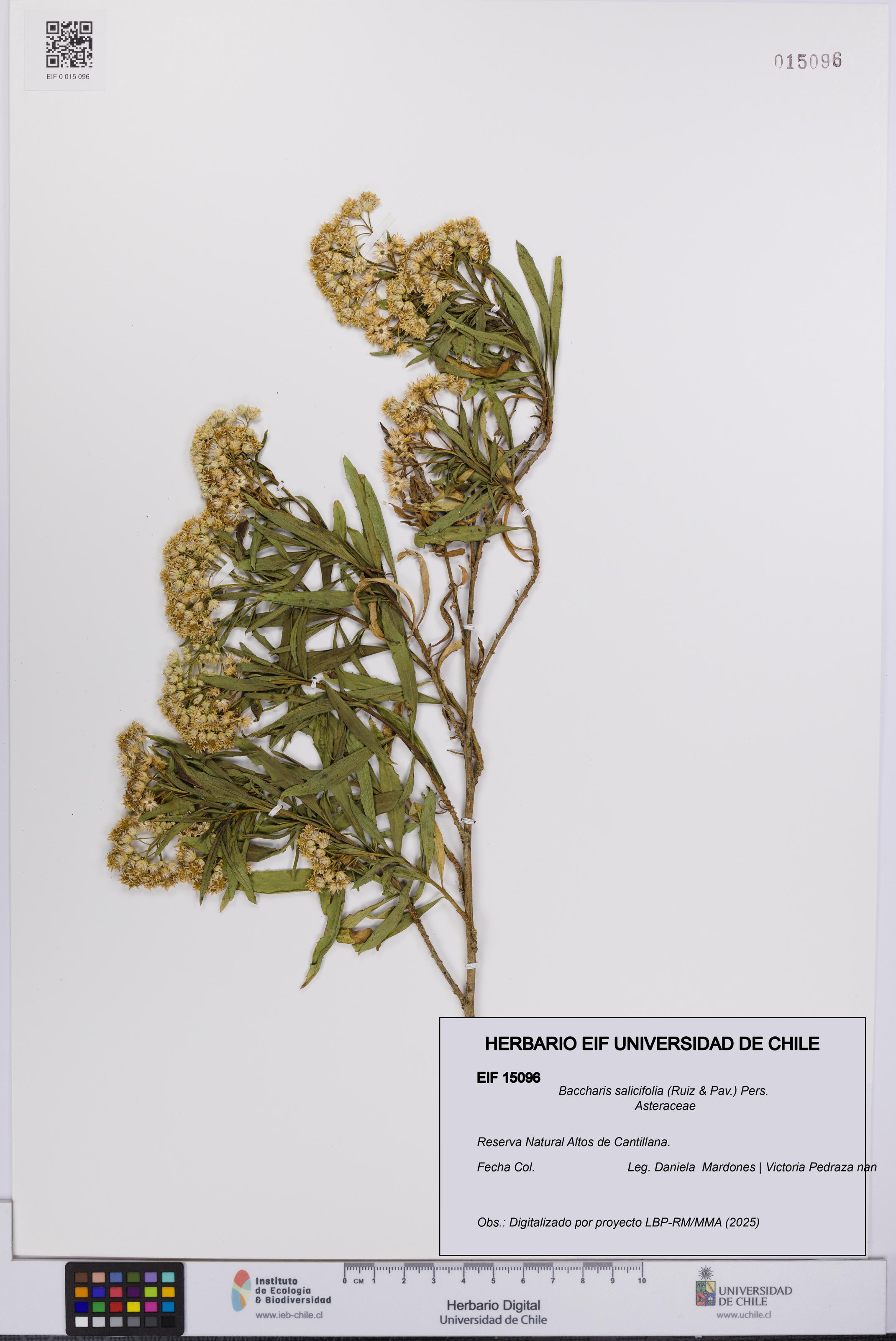 Baccharis salicifolia [Espécimen: UCH:EIF:0015096]