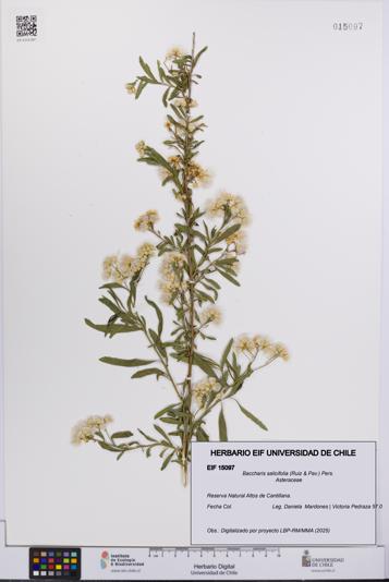 Baccharis salicifolia [Espécimen: UCH:EIF:0015097]