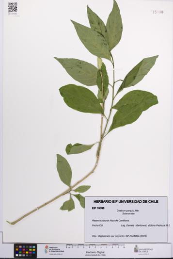 Cestrum parqui [Espécimen: UCH:EIF:0015098]