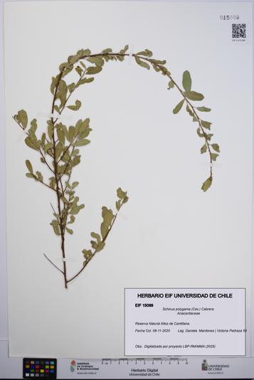 Schinus polygama [Espécimen: UCH:EIF:0015099]