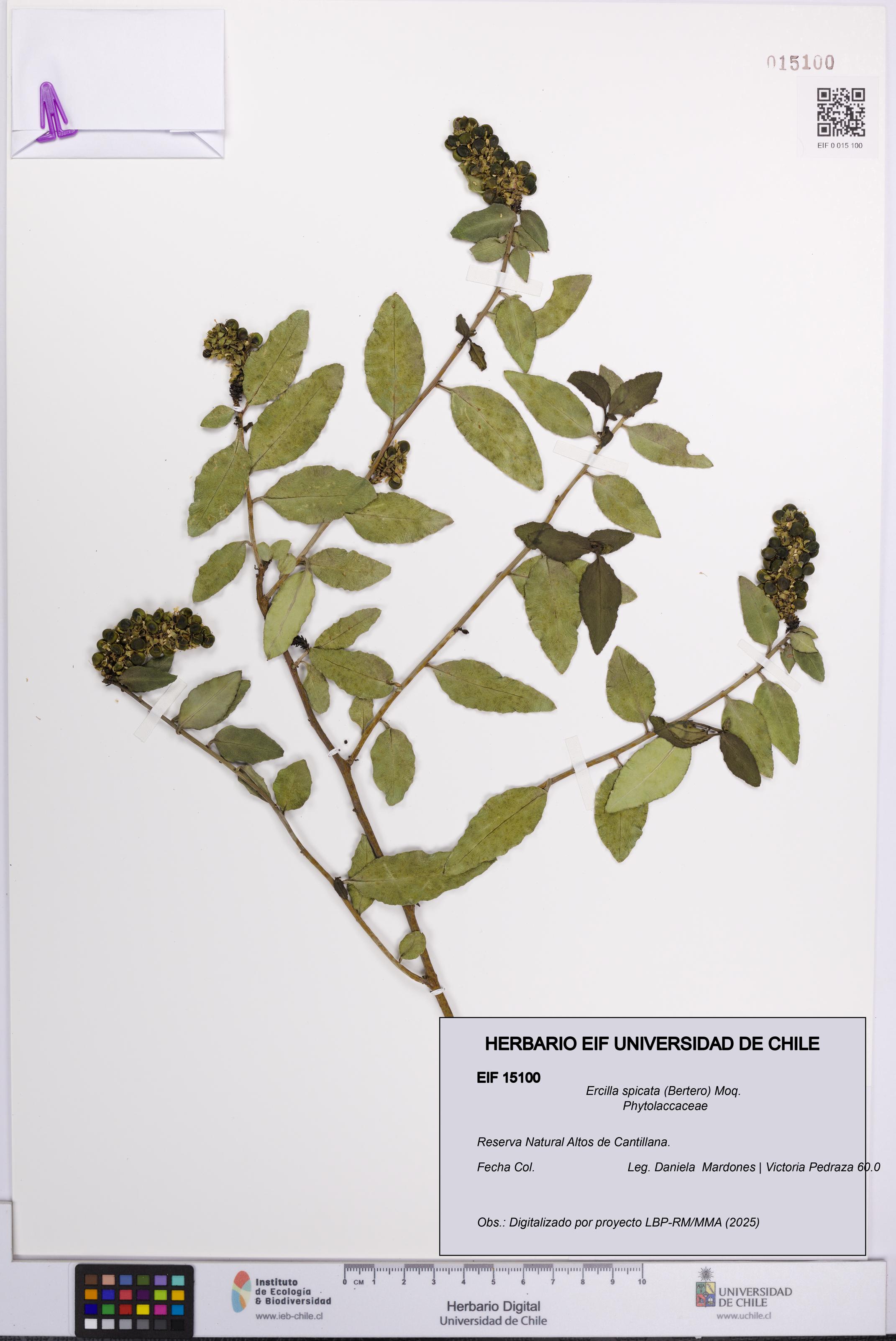 Ercilla spicata [Espécimen: UCH:EIF:0015100]