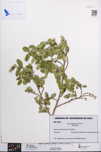 Azara dentata [Espécimen: UCH:EIF:0015101]