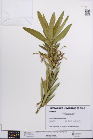 Lobelia excelsa [Espécimen: UCH:EIF:0015120]