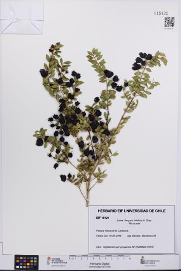 Luma chequen [Espécimen: UCH:EIF:0015121]