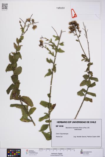 Baccharis racemosa [Espécimen: UCH:EIF:0015133]