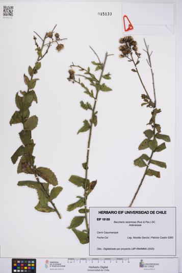 Baccharis racemosa [Espécimen: UCH:EIF:0015133]