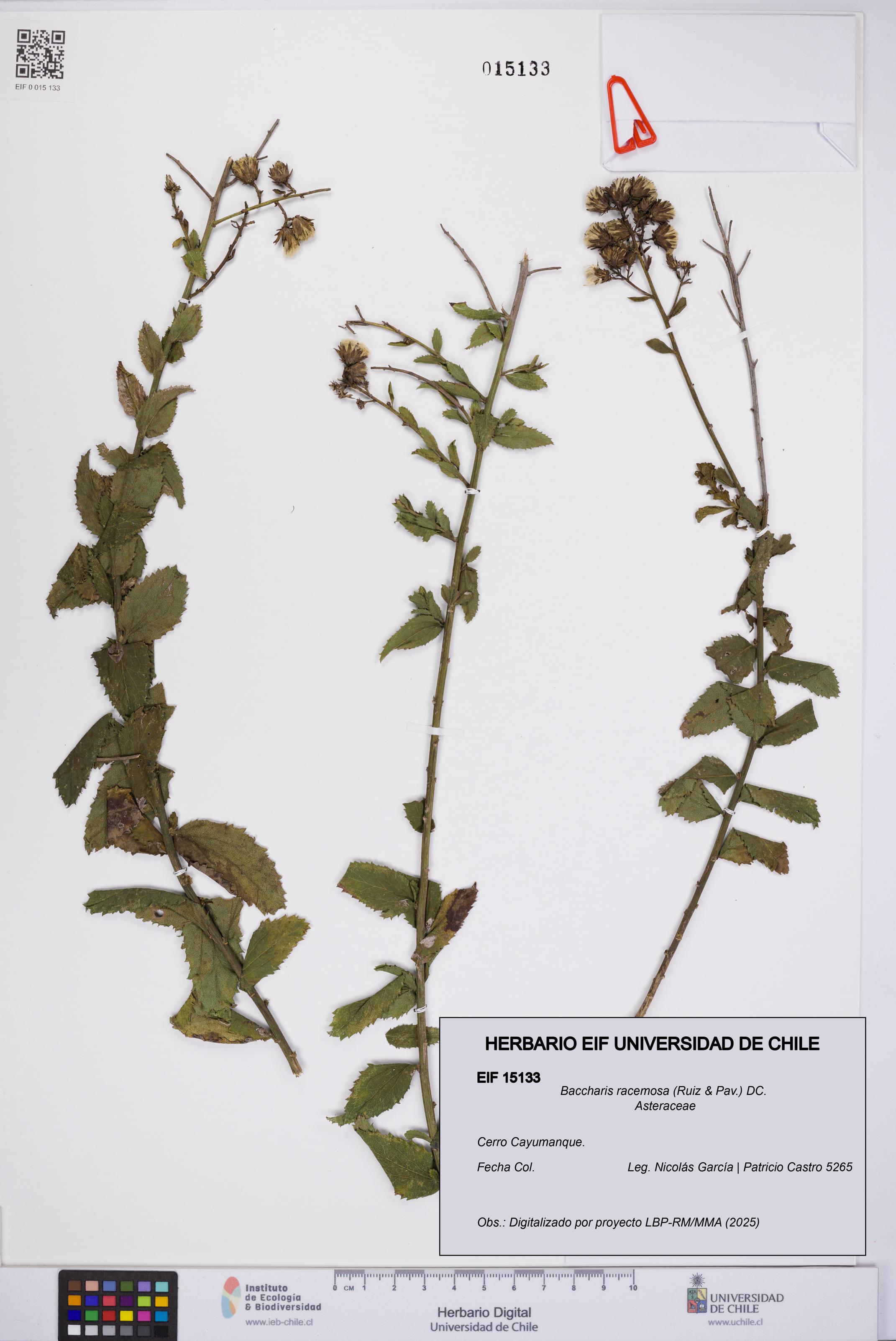 Baccharis racemosa [Espécimen: UCH:EIF:0015133]