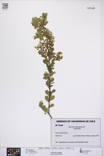Baccharis poeppigiana [Espécimen: UCH:EIF:0015148]