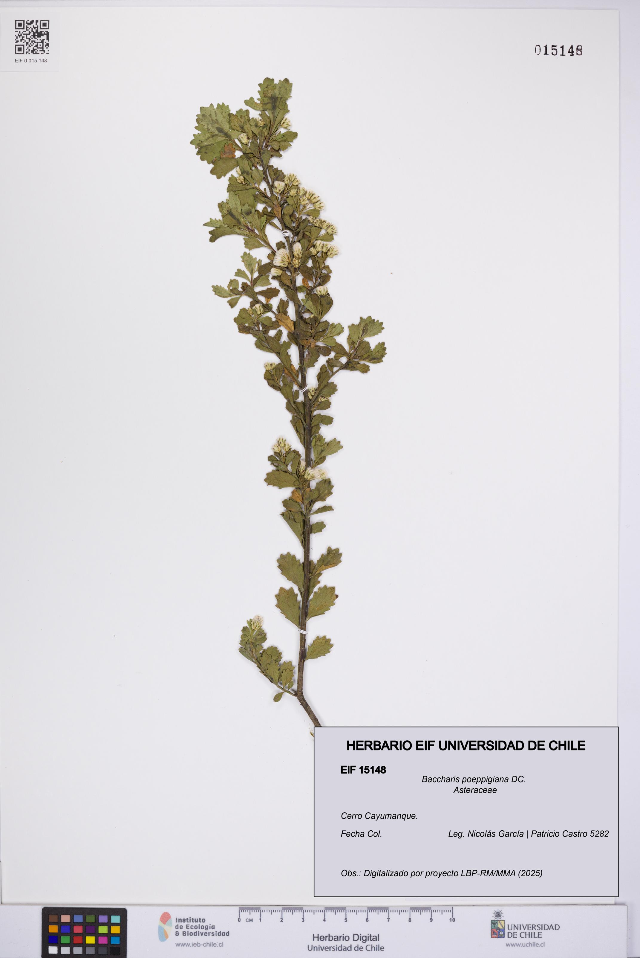 Baccharis poeppigiana [Espécimen: UCH:EIF:0015148]