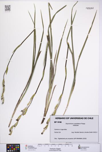 Sisyrinchium cuspidatum [Espécimen: UCH:EIF:0015182]