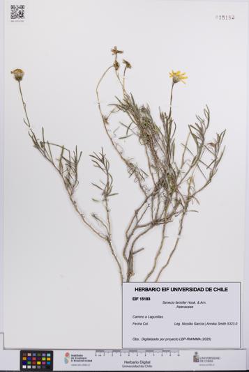 Senecio farinifer [Espécimen: UCH:EIF:0015183]