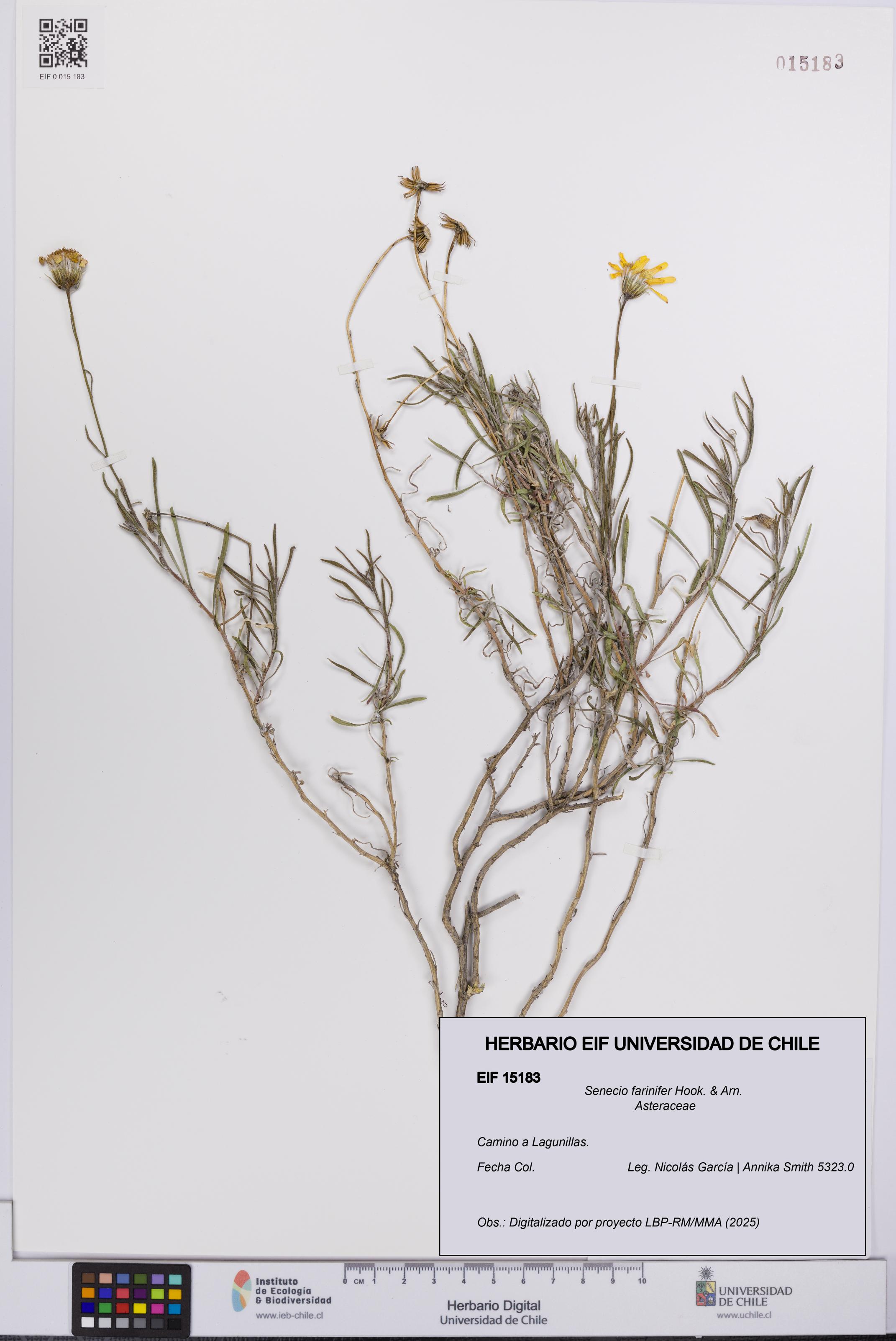 Senecio farinifer [Espécimen: UCH:EIF:0015183]