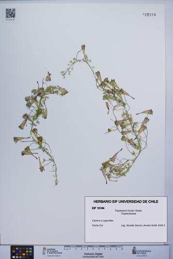 Tropaeolum tricolor [Espécimen: UCH:EIF:0015184]