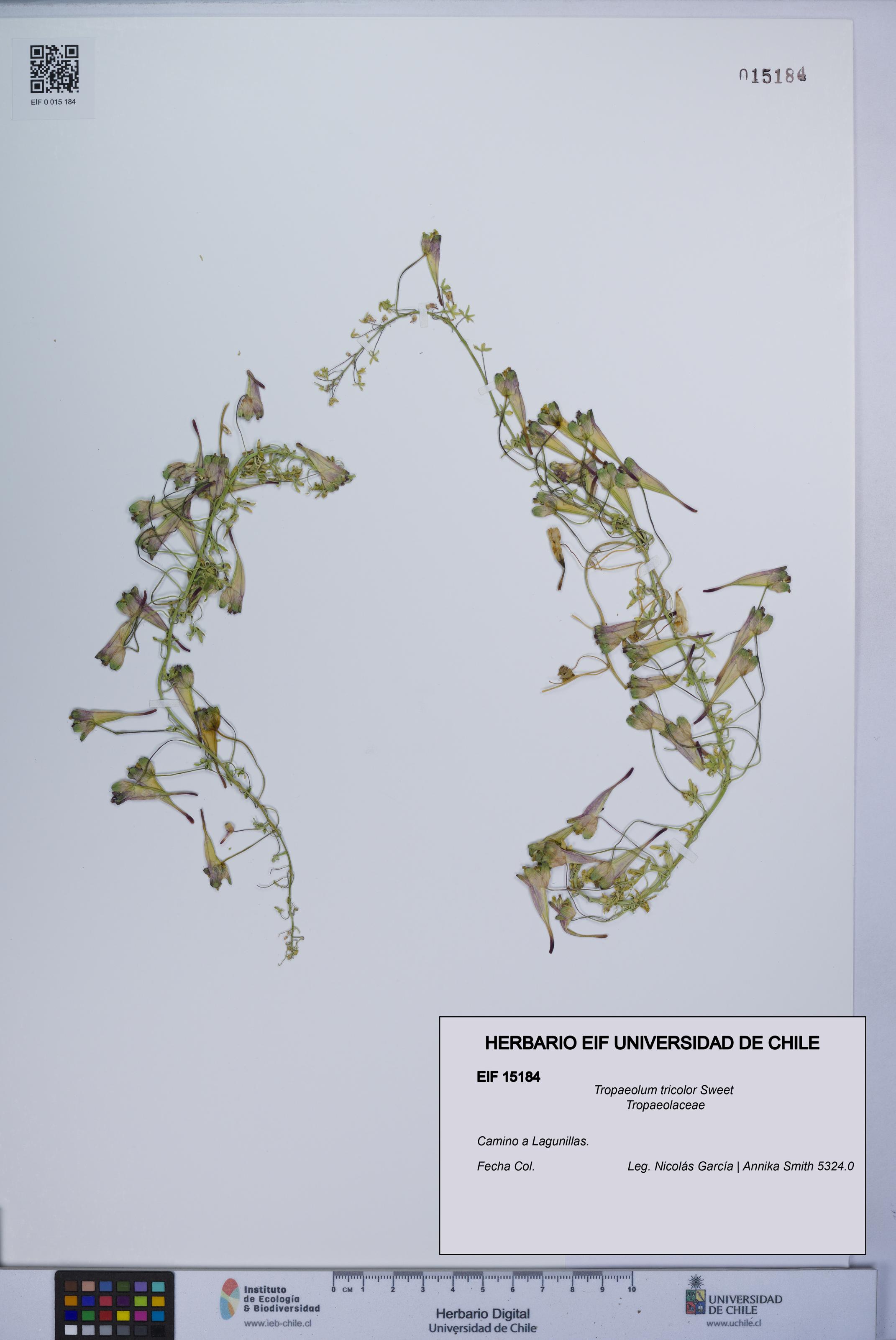 Tropaeolum tricolor [Espécimen: UCH:EIF:0015184]