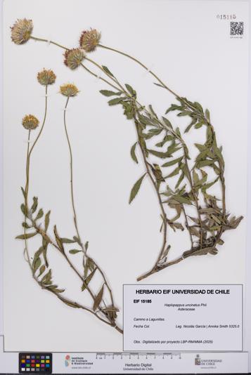 Haplopappus uncinatus [Espécimen: UCH:EIF:0015185]
