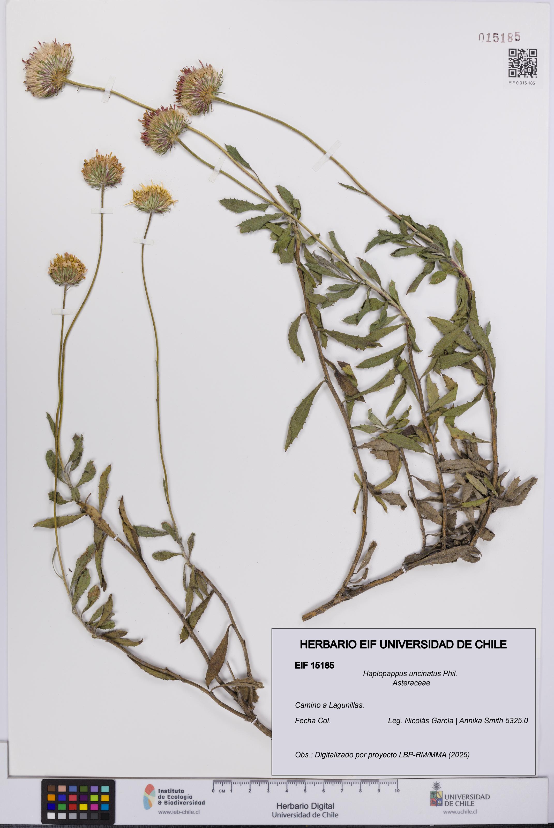 Haplopappus uncinatus [Espécimen: UCH:EIF:0015185]