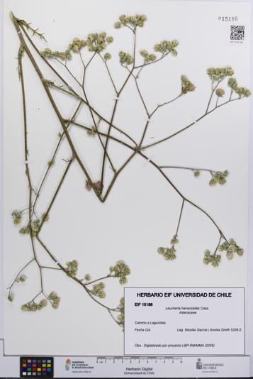 Leucheria hieracioides [Espécimen: UCH:EIF:0015186]