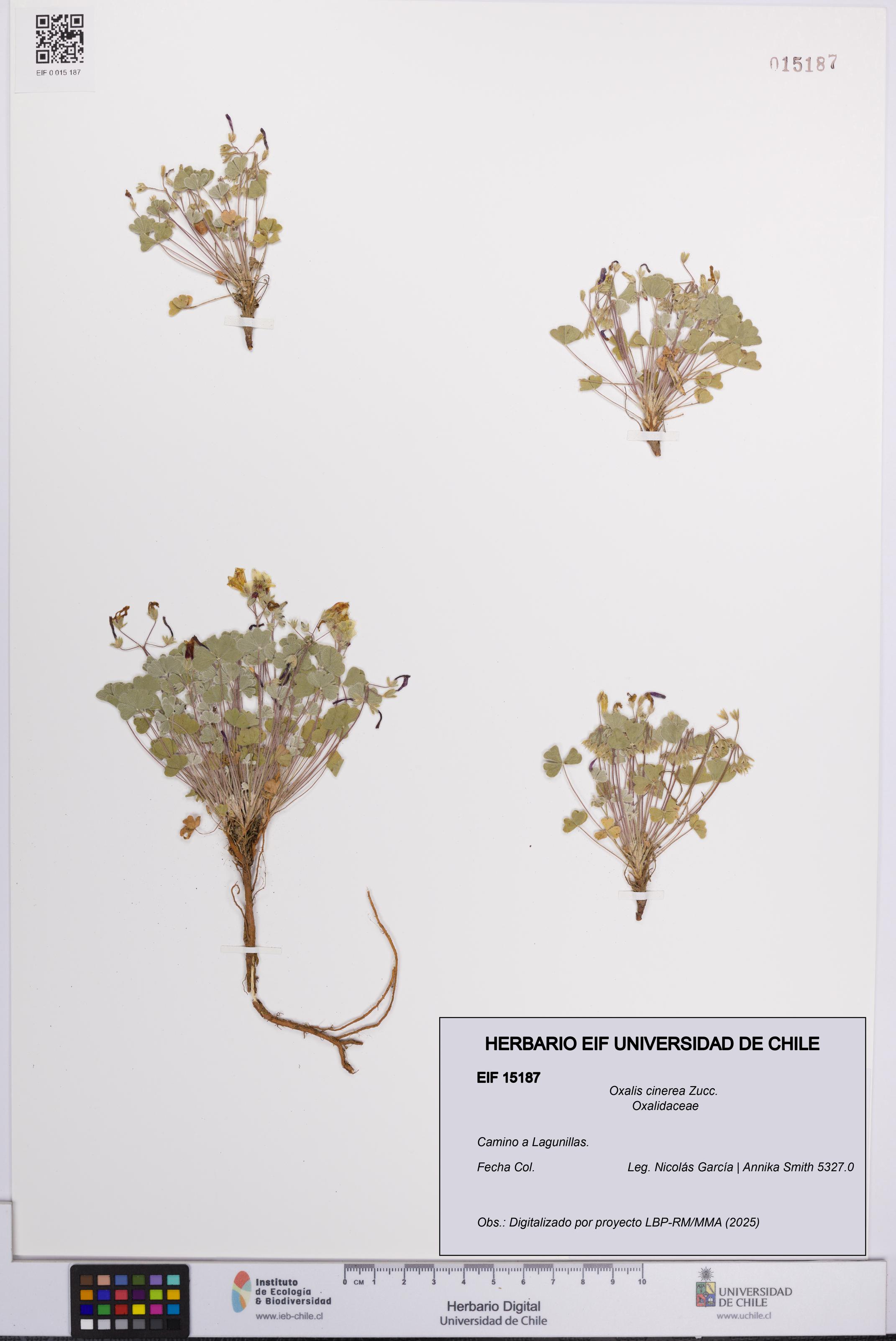 Oxalis cinerea [Espécimen: UCH:EIF:0015187]
