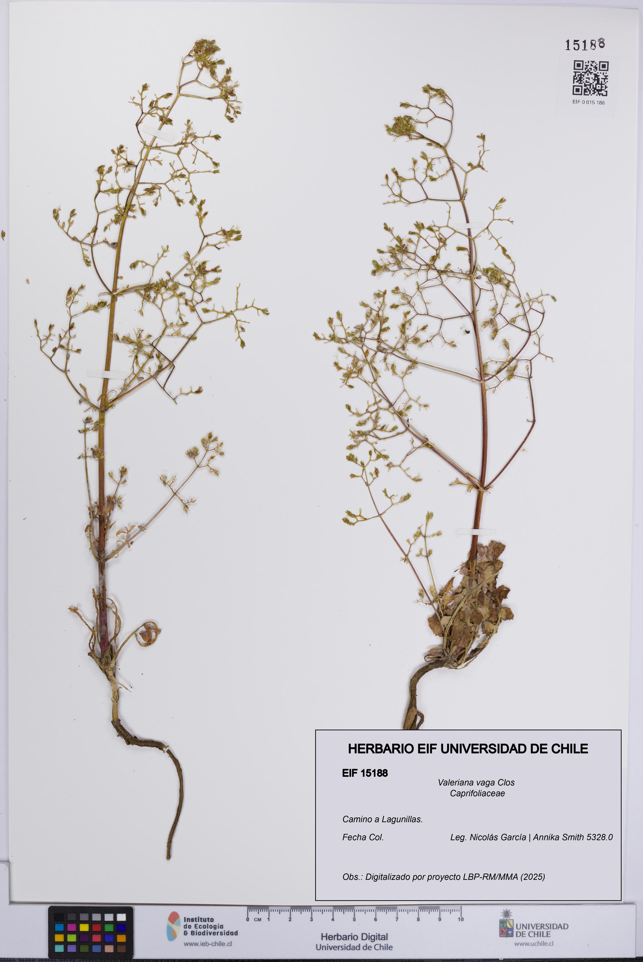 Valeriana vaga [Espécimen: UCH:EIF:0015188]