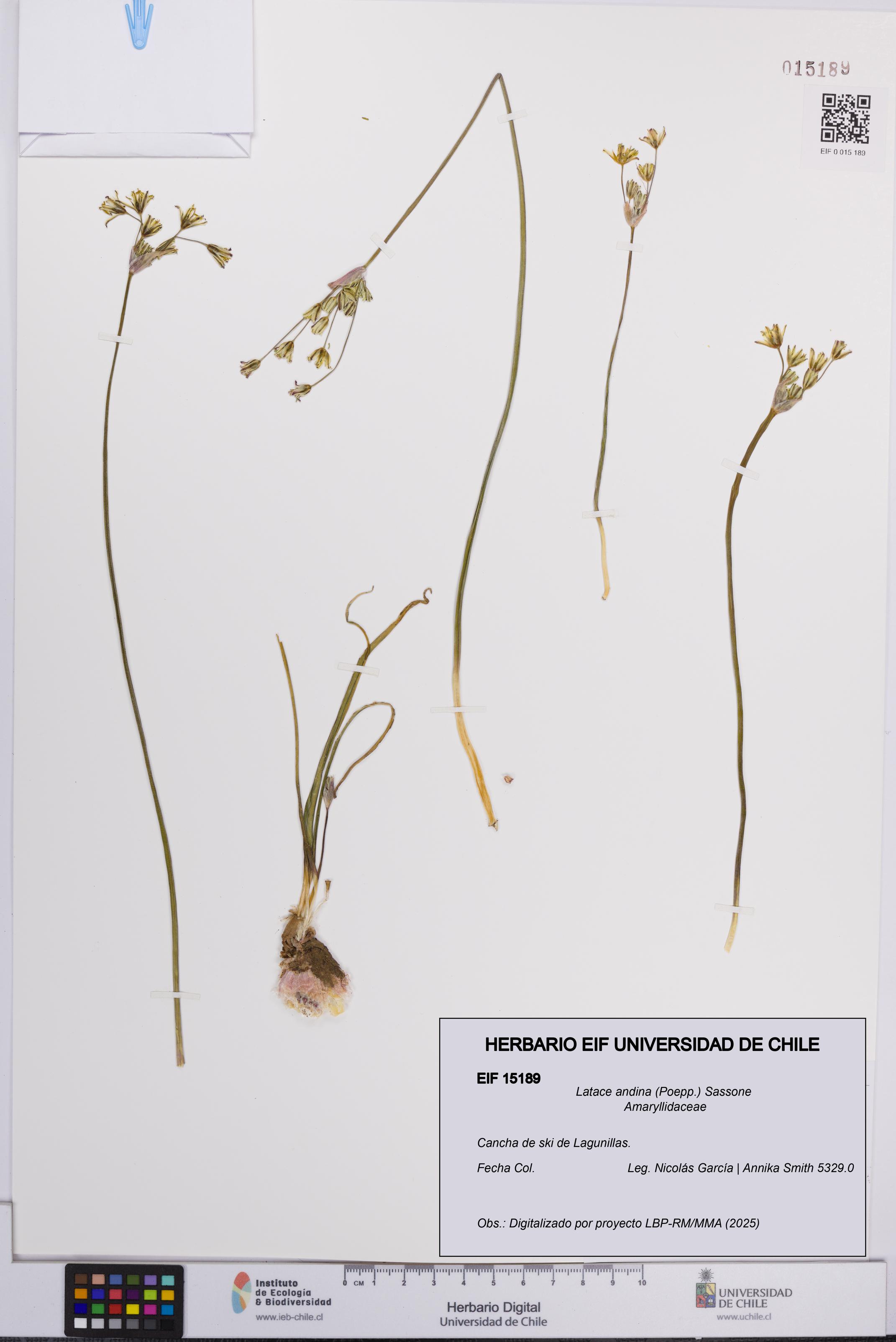 Latace andina [Espécimen: UCH:EIF:0015189]