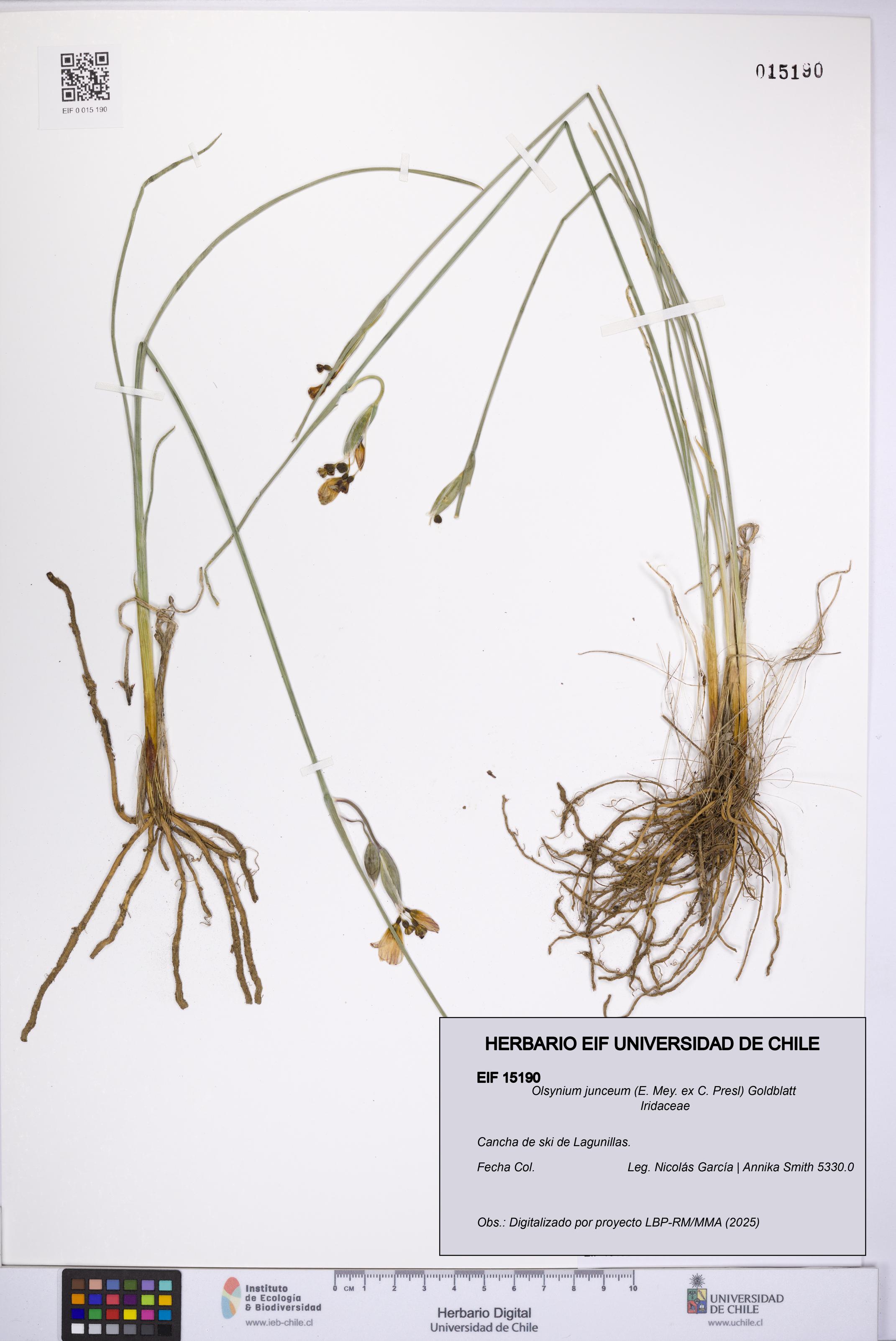 Olsynium junceum [Espécimen: UCH:EIF:0015190]