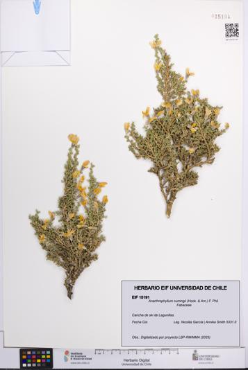 Anarthrophyllum cumingii [Espécimen: UCH:EIF:0015191]