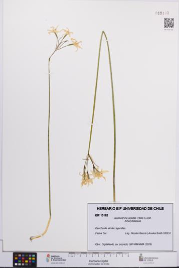 Leucocoryne ixioides [Espécimen: UCH:EIF:0015192]