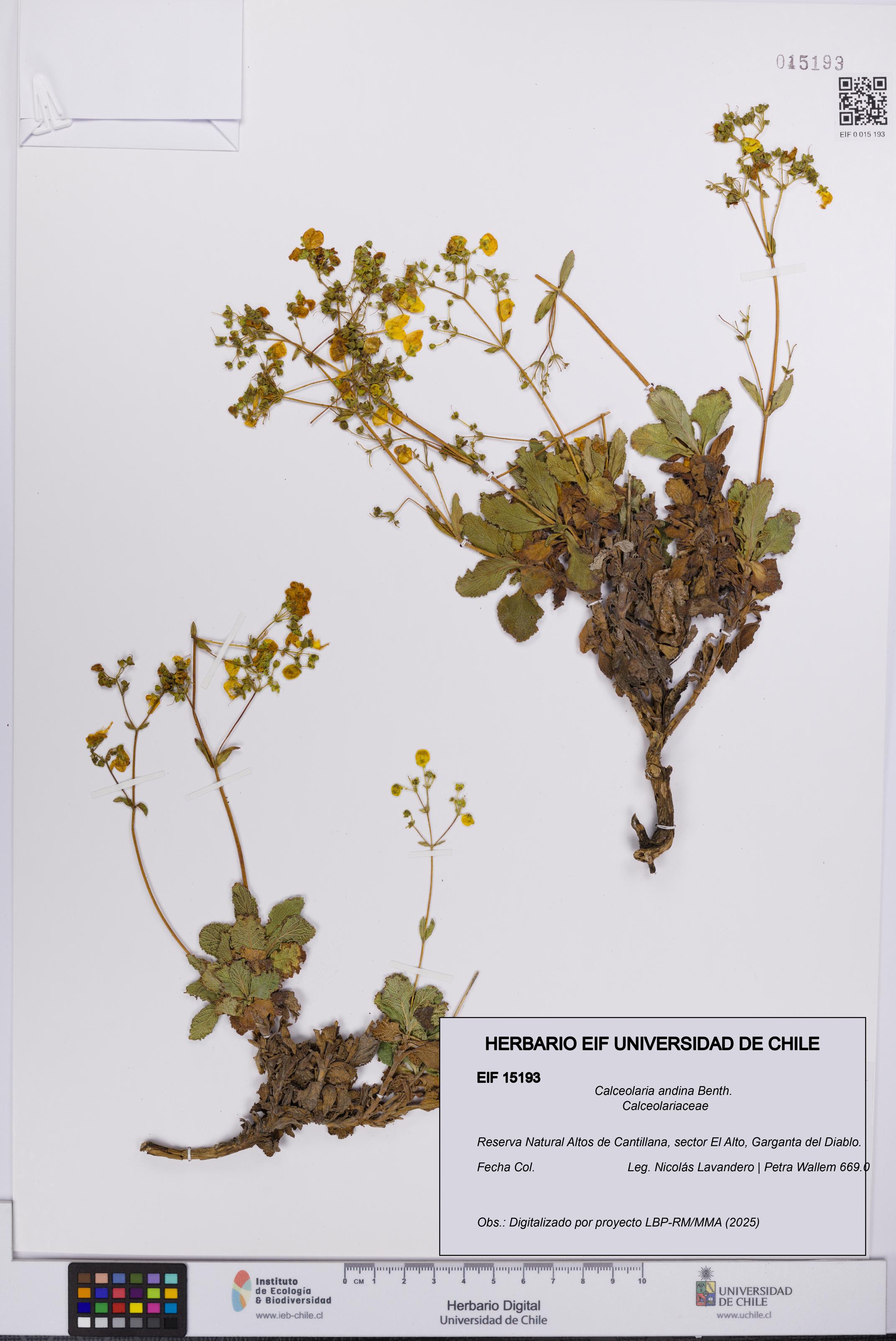 Calceolaria andina [Espécimen: UCH:EIF:0015193]