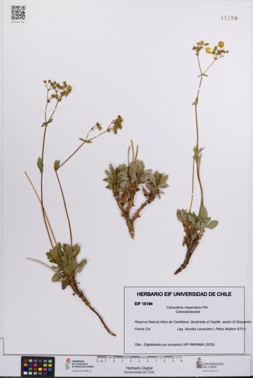 Calceolaria meyeniana [Espécimen: UCH:EIF:0015194]