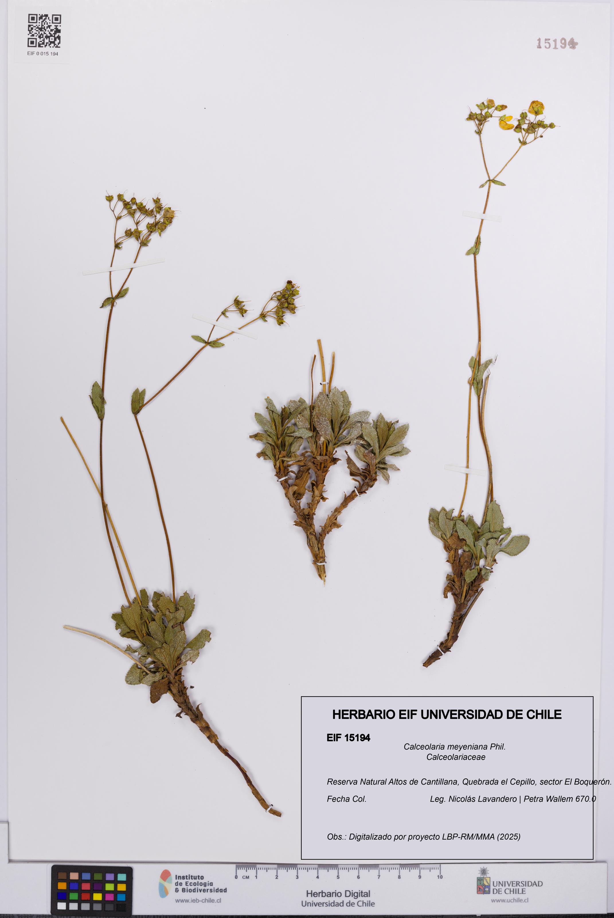Calceolaria meyeniana [Espécimen: UCH:EIF:0015194]