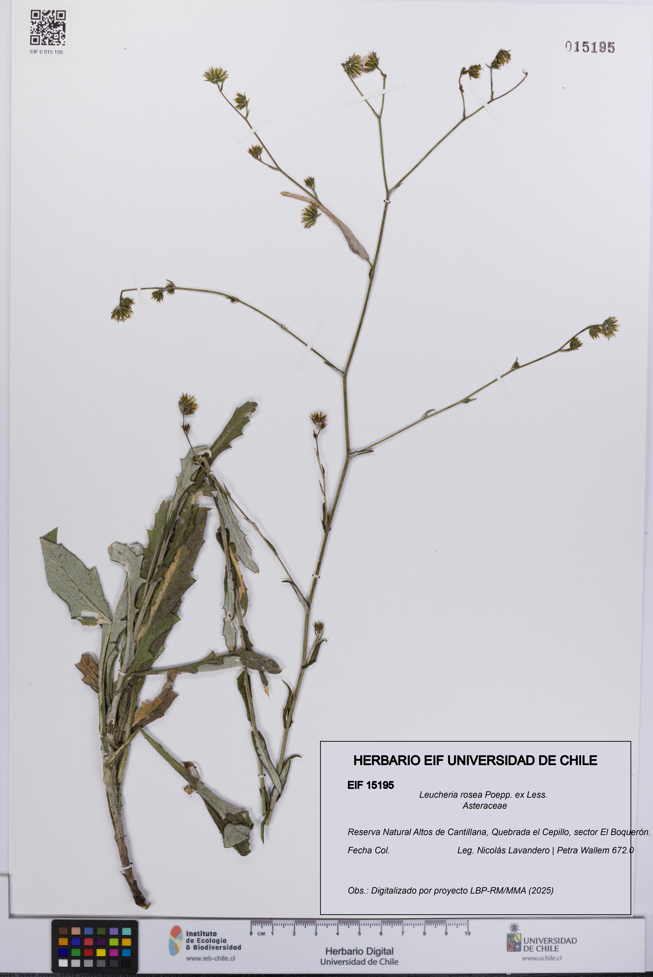 Leucheria rosea [Espécimen: UCH:EIF:0015195]