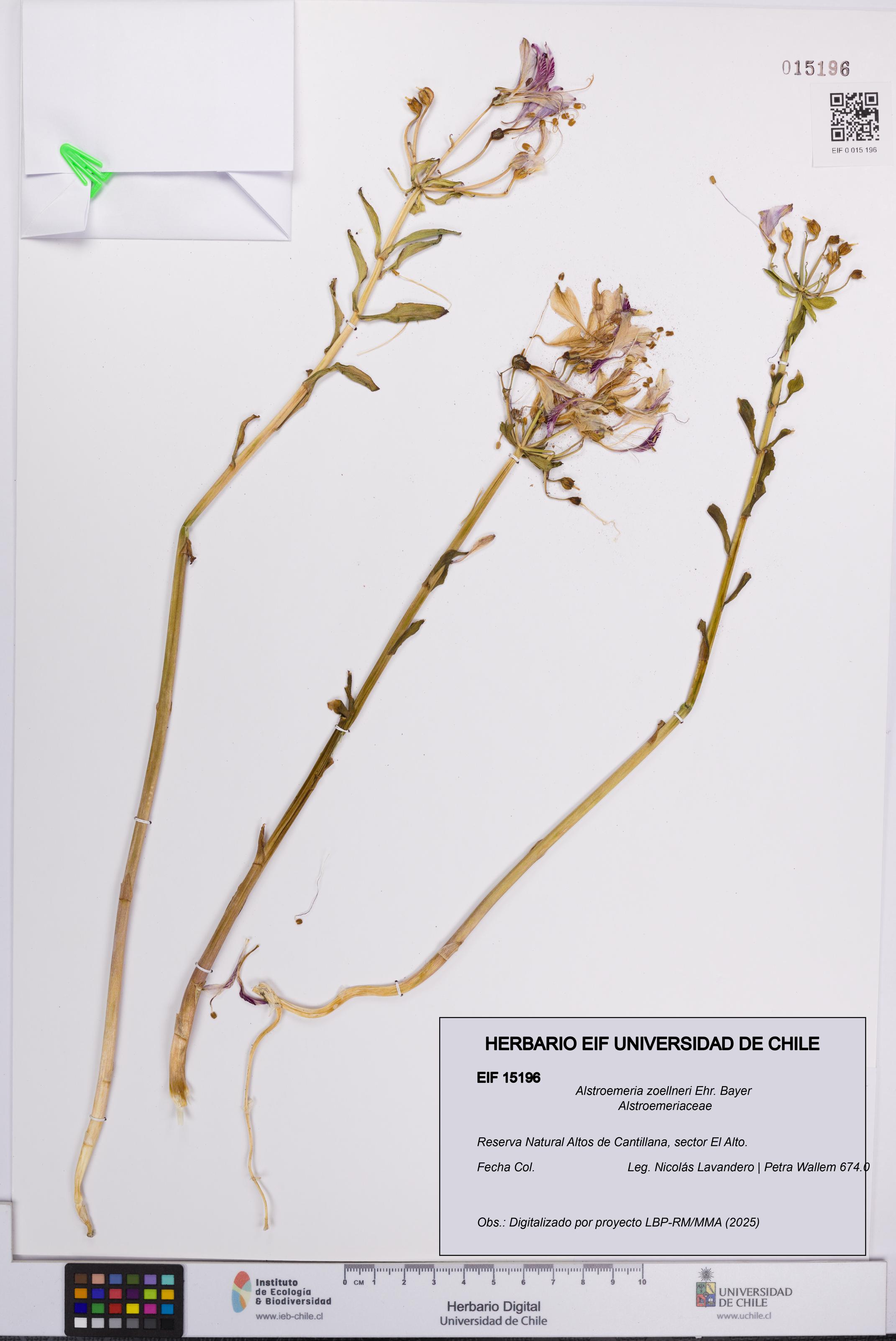 Alstroemeria zoellneri [Espécimen: UCH:EIF:0015196]