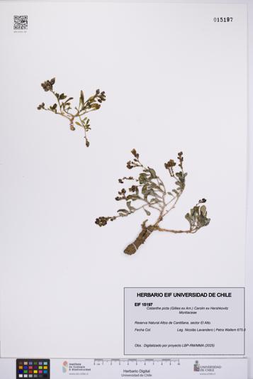 Cistanthe picta [Espécimen: UCH:EIF:0015197]