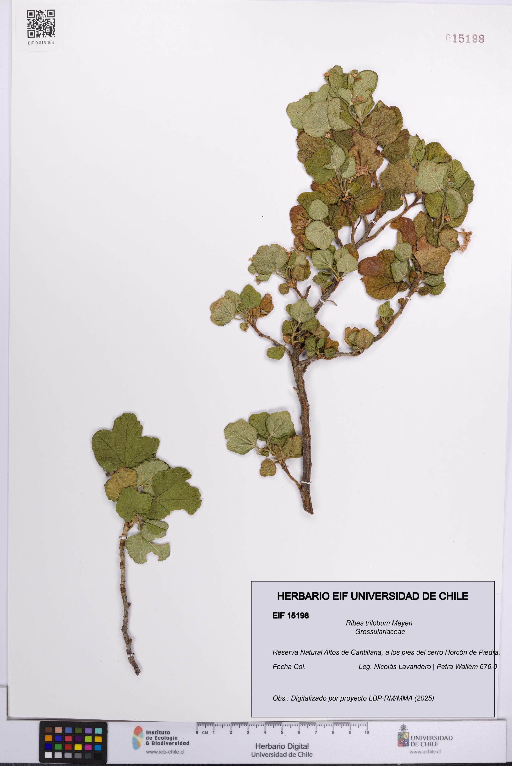 Ribes trilobum [Espécimen: UCH:EIF:0015198]