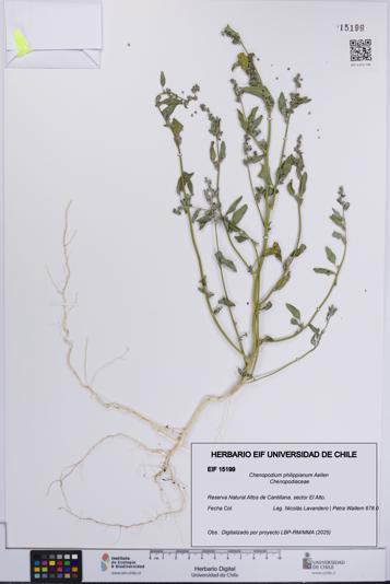 Chenopodium philippianum [Espécimen: UCH:EIF:0015199]